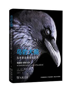鸟的大脑