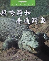 短吻鳄和普通鳄鱼