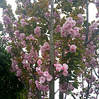 uu17427074