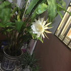 uu17667386