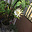 uu17667386