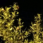 uu17667329