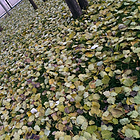 uu22458895