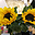 uu22759161