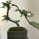 清茶咖啡