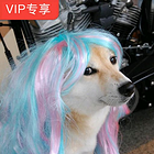 高考VIP