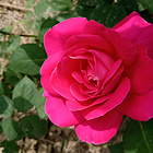 uu24441450