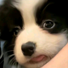 优芒奶C